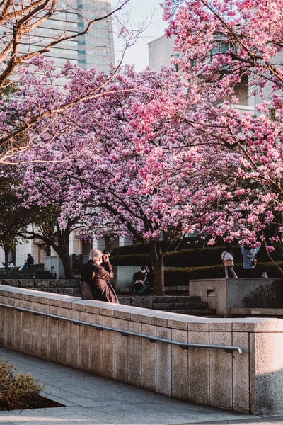 During the day, a man and a woman sitting under pink cherry of cement on the bench
